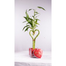 Brussel's Lucky Bamboo - Heart Shaped - Small Chocolate   567058433
